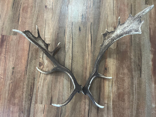 One of a kind real Deer Antler set 202