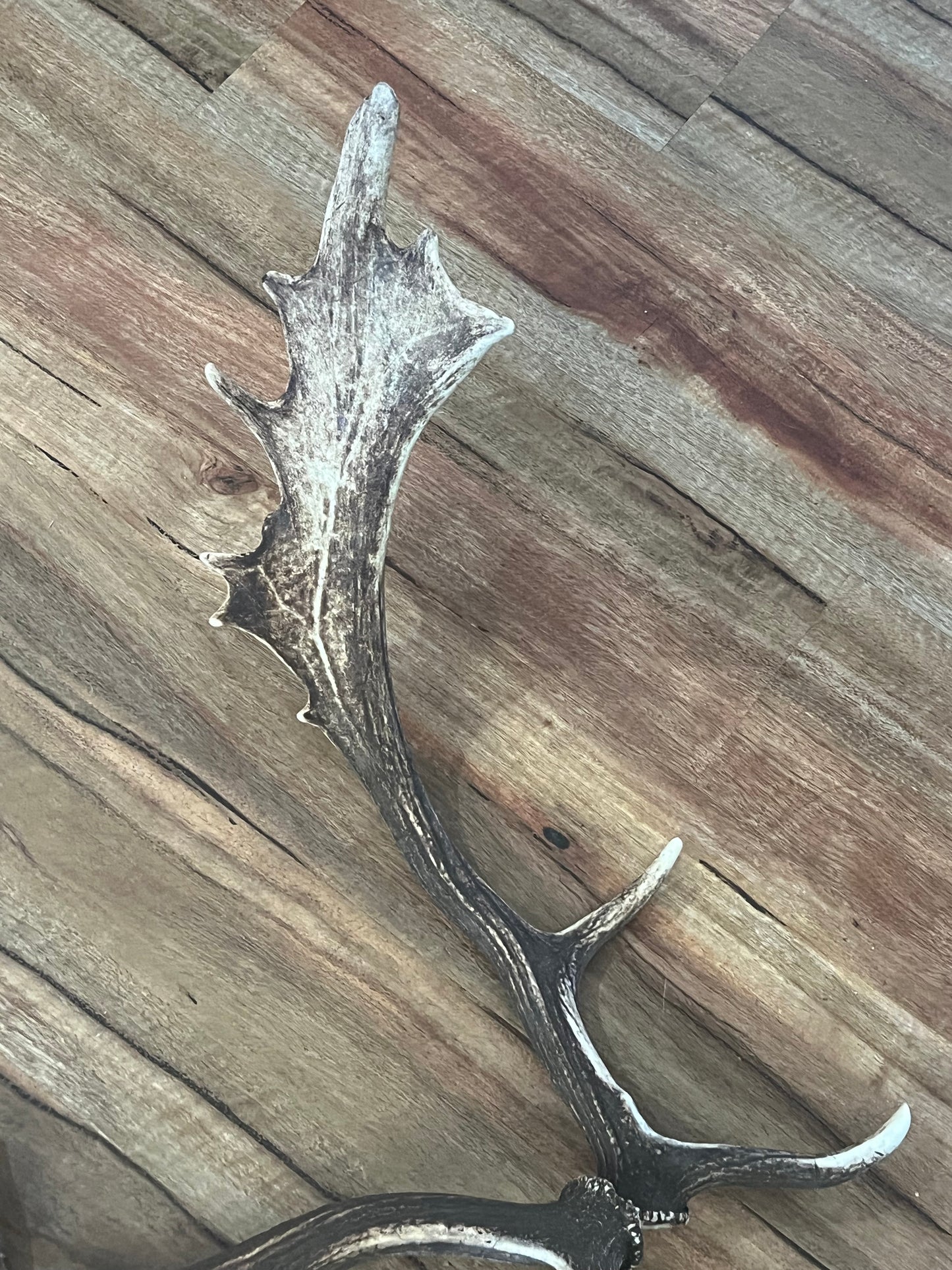 One of a kind real Deer Antler set 202