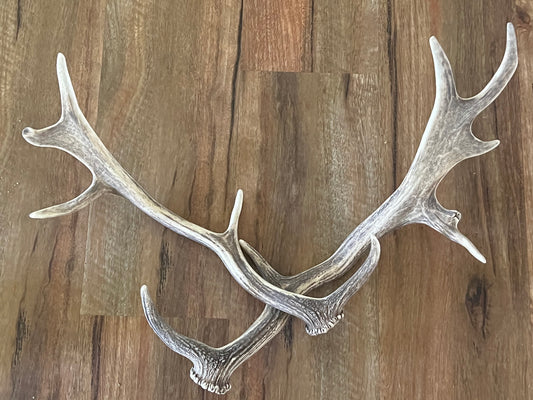 One of a Kind Deer antler set-201