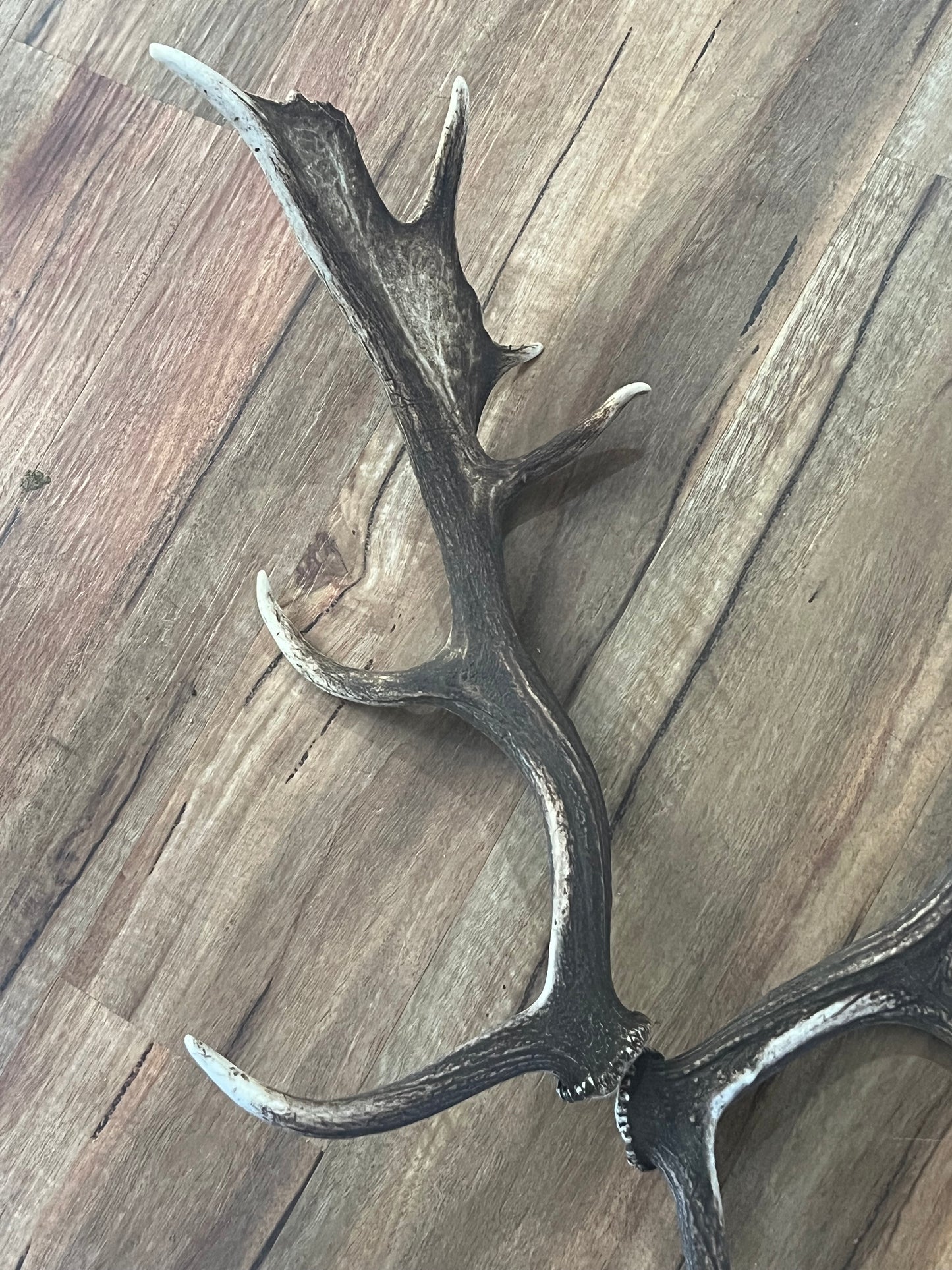 One of a kind real Deer Antler set 202