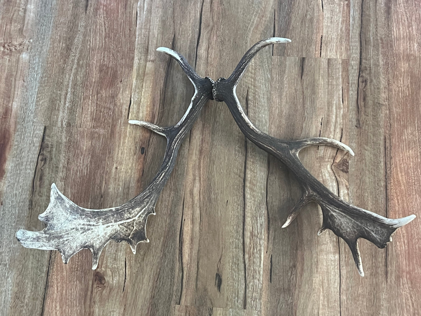 One of a kind real Deer Antler set 202